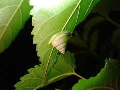 Satsuma albida
