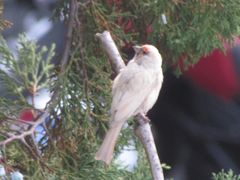Haemorhous mexicanus