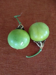 Passiflora cincinnata