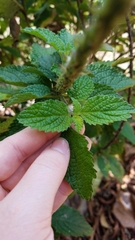 Stachytarpheta frantzii