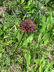 Viscaria asterias