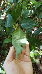 Palicourea valeriana