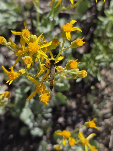 iNaturalist observation photo of Abert's Thread-waisted Wasp