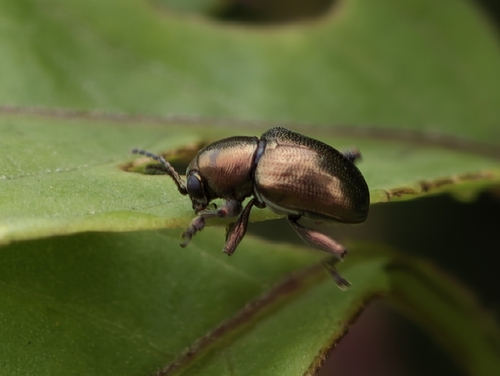 Heteraspis lewisii