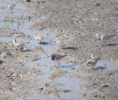 Calidris tenuirostris