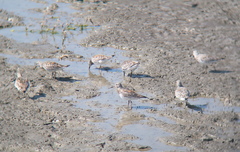 Calidris tenuirostris