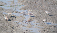 Calidris tenuirostris