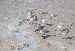 Calidris tenuirostris