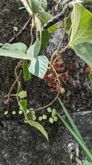 Rhynchosia volubilis