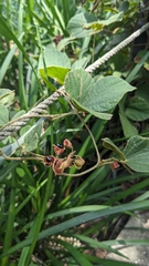Rhynchosia volubilis, photograph (c) 許文俊, some rights reserved (CC BY-SA)