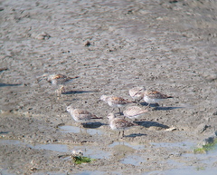 Calidris tenuirostris