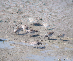 Calidris tenuirostris