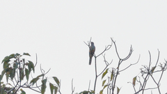 Cacomantis merulinus