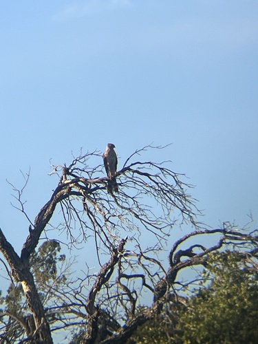 Cooper's Hawk