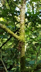 Psychotria parvifolia