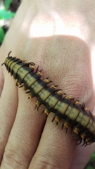 Nyssodesmus python