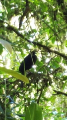 Chamaepetes unicolor