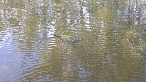 Eastern Short-necked Turtle