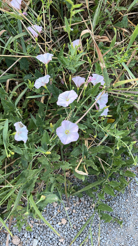 field bindweed