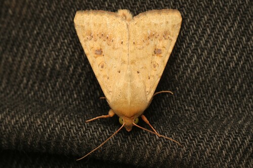Cotton Bollworm Moth
