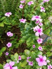 Catharanthus roseus