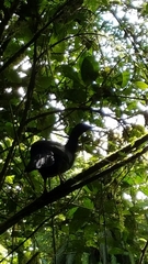 Chamaepetes unicolor