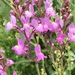 Annual Toadflax - Photo (c) jennalynnbadger, some rights reserved (CC BY-NC)