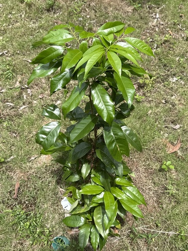 Litchi chinensis observed 2026-07-05