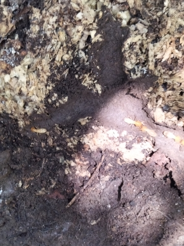 Black-winged Subterranean Termite photo 5
