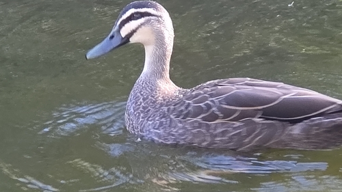 Pacific Black Duck