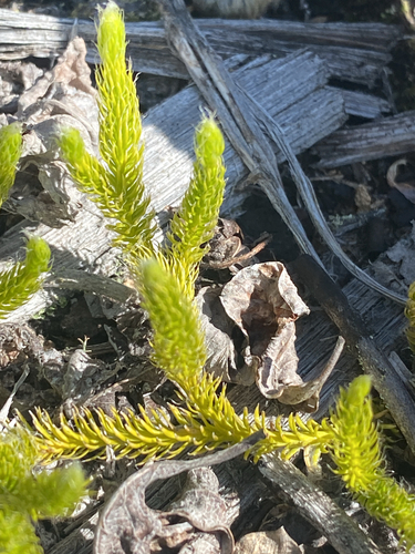 Lycopodium lagopus, photograph 5