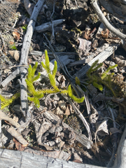 Lycopodium lagopus, photograph (c) Donald Hampton, some rights reserved (CC BY-SA)