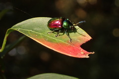 Platycorynus sauteri