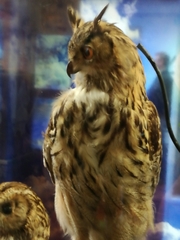 Bubo