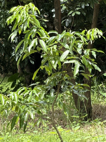Litchi chinensis observed 2026-07-05