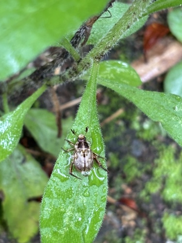 Oriental Beetle