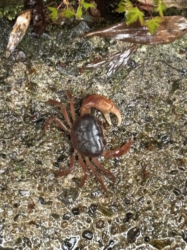 Japanese Freshwater Crab