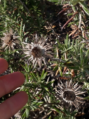 Berkheya angustifolia