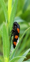 Cercopis vulnerata