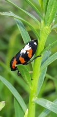 Cercopis vulnerata