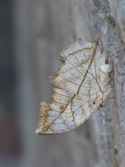 Kallima horsfieldii