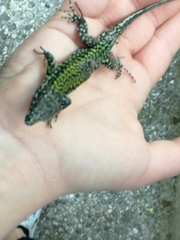 Podarcis muralis