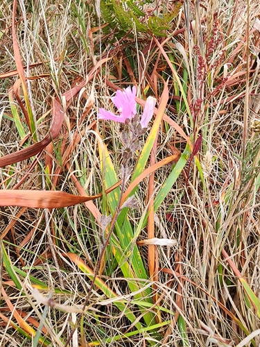 Sidalcea malviflora, photograph 1