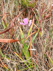 Sidalcea malviflora