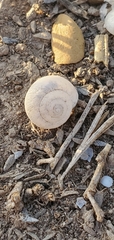 Polygyrinae
