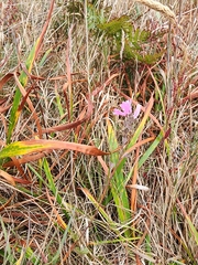 Sidalcea malviflora, photograph (c) Rupert Clayton, some rights reserved (CC BY)