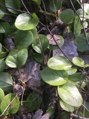 Pyrola rotundifolia