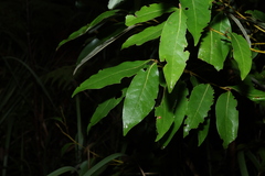 Cryptocarya glaucescens, photograph (c) Greg Tasney, some rights reserved (CC BY-SA)