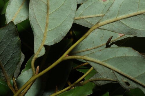 Cryptocarya glaucescens, photograph 3