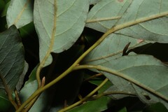 Cryptocarya glaucescens, photograph (c) Greg Tasney, some rights reserved (CC BY-SA)